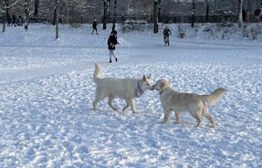 Dogs enjoying playful outdoor time