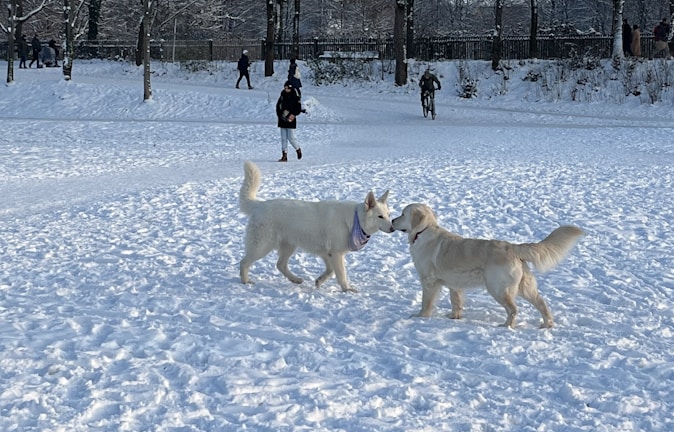 Two dogs interact playfully in a snowy park, with a backdrop of trees and people walking and cycling in the distance.