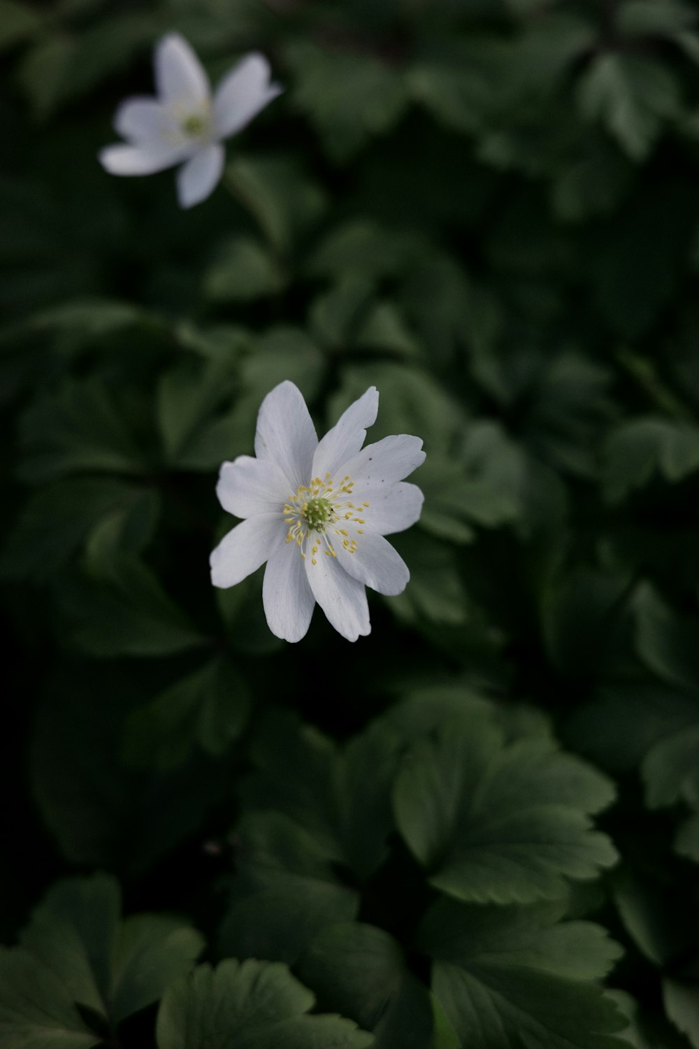 a close up of a white flower surrounded by green leaves