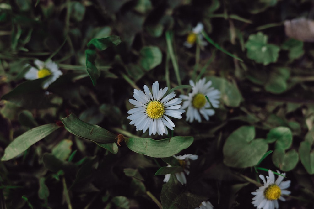 a group of white flowers with green leaves