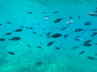 A school of fish swimming in clear turquoise water, with light filtering through the surface above. The fish vary in size and color, and the underwater environment includes some aquatic vegetation on the ocean floor.