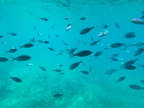 A school of fish swimming in clear turquoise water, with light filtering through the surface above. The fish vary in size and color, and the underwater environment includes some aquatic vegetation on the ocean floor.
