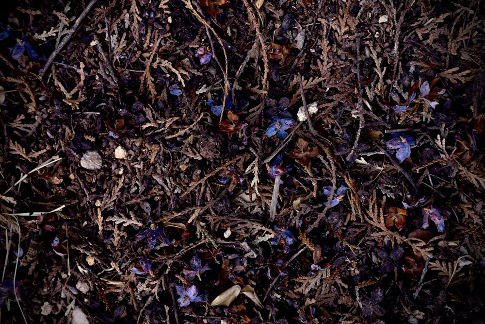 a close up of a bunch of dead flowers