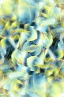 Abstract cyanotype patterns blending organic shapes and rich blue tones.