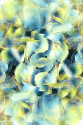 a close up of a bunch of flowers