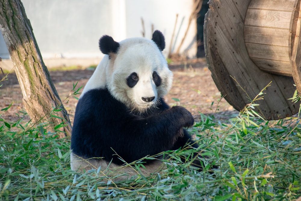 Un orso panda seduto nell'erba accanto a un albero