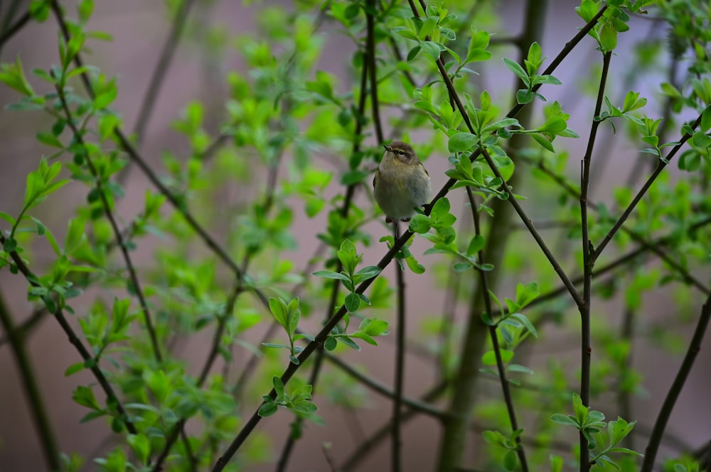 a small bird perched on a tree branch