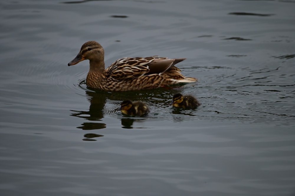 Una mamma anatra e i suoi due bambini che nuotano nell'acqua