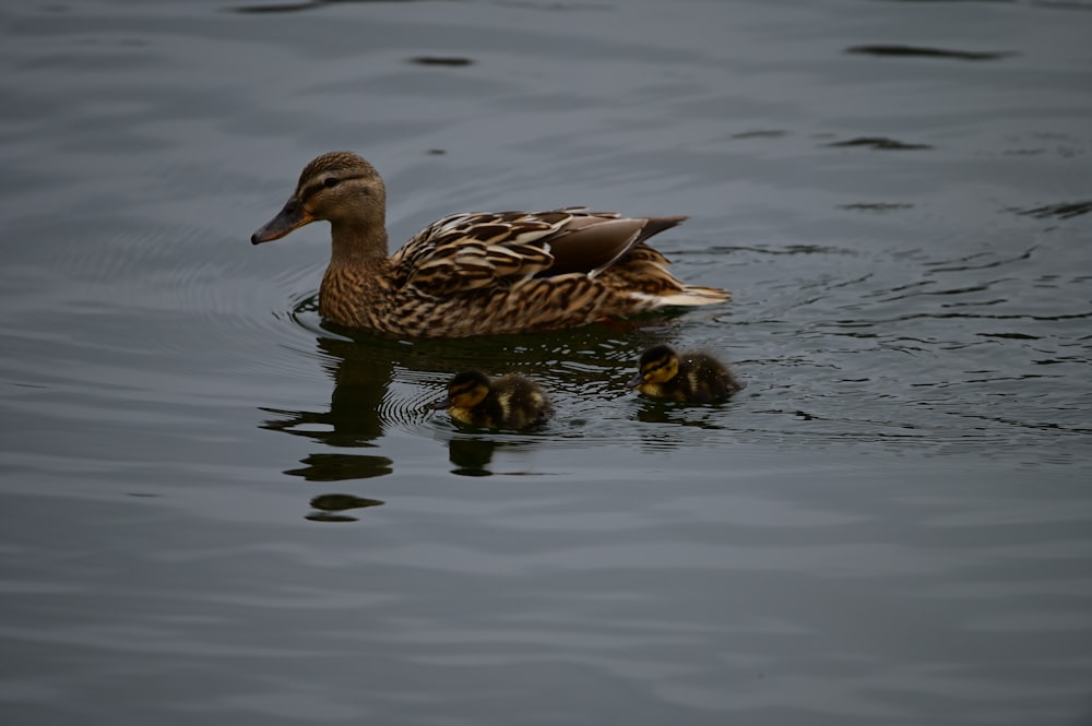 a mother duck and her two babies swimming in the water