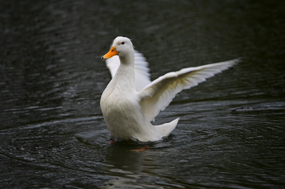 a white duck with its wings spread out in the water