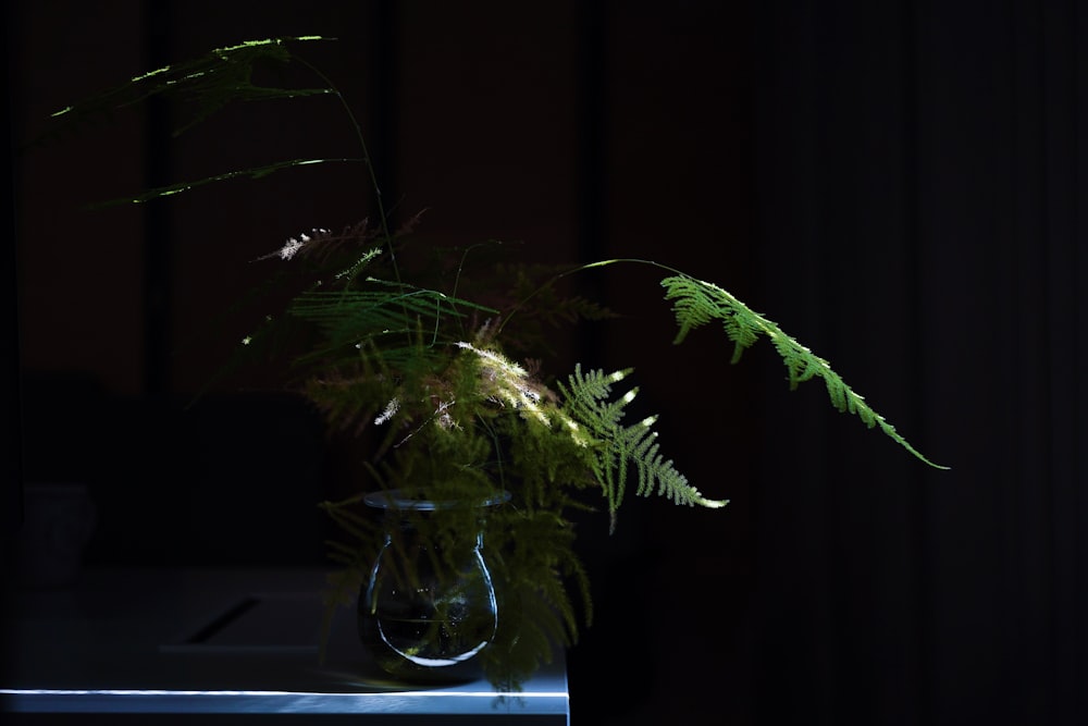 a plant in a glass vase on a table