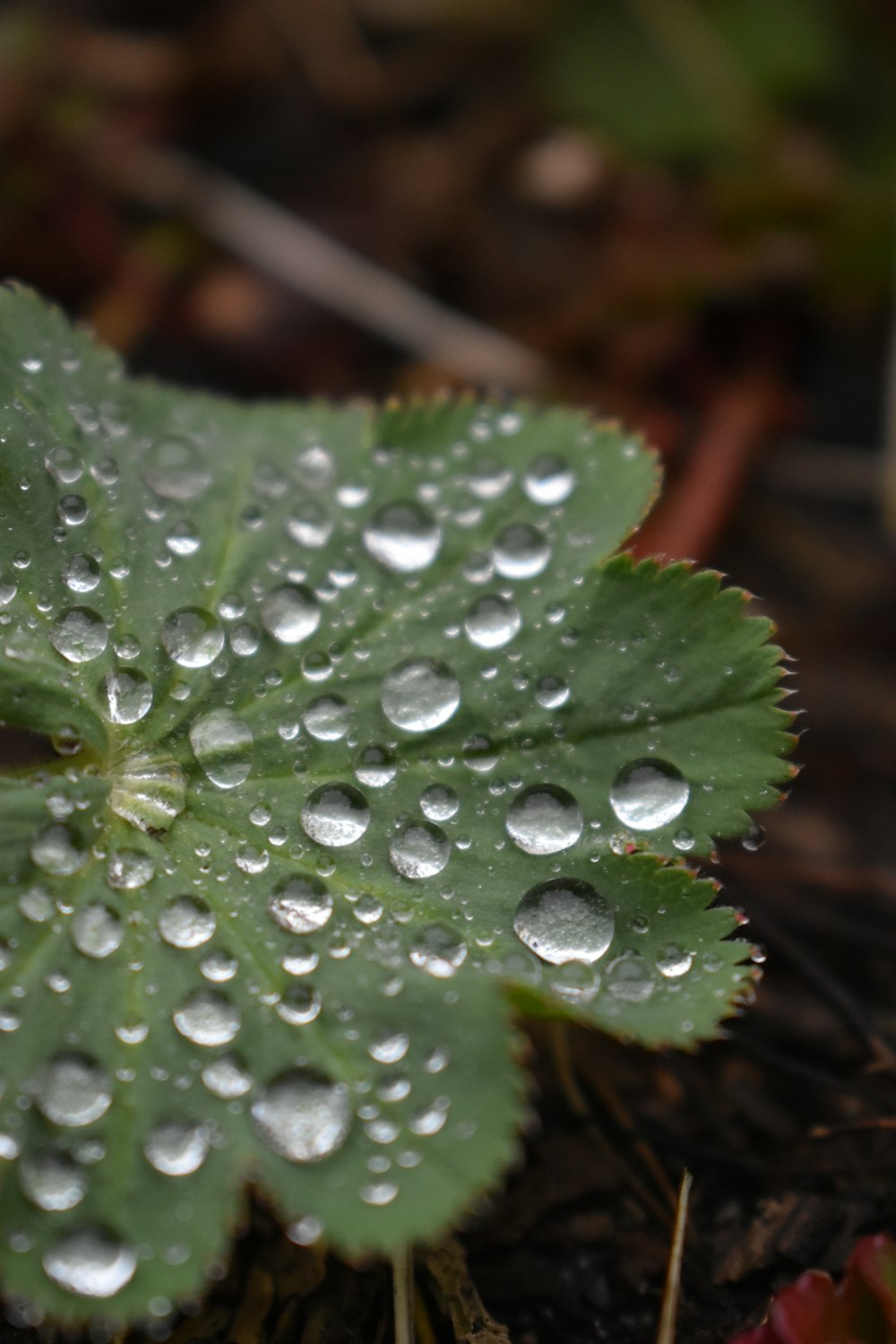 a green leaf with water droplets on it