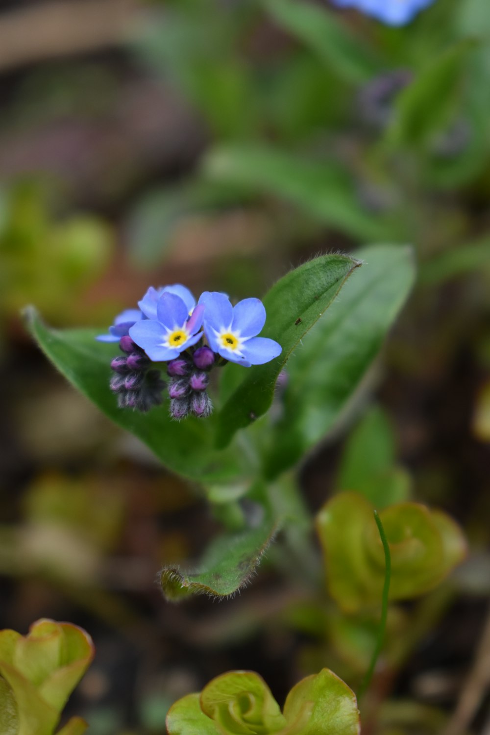 a small blue flower sitting on top of a green leaf