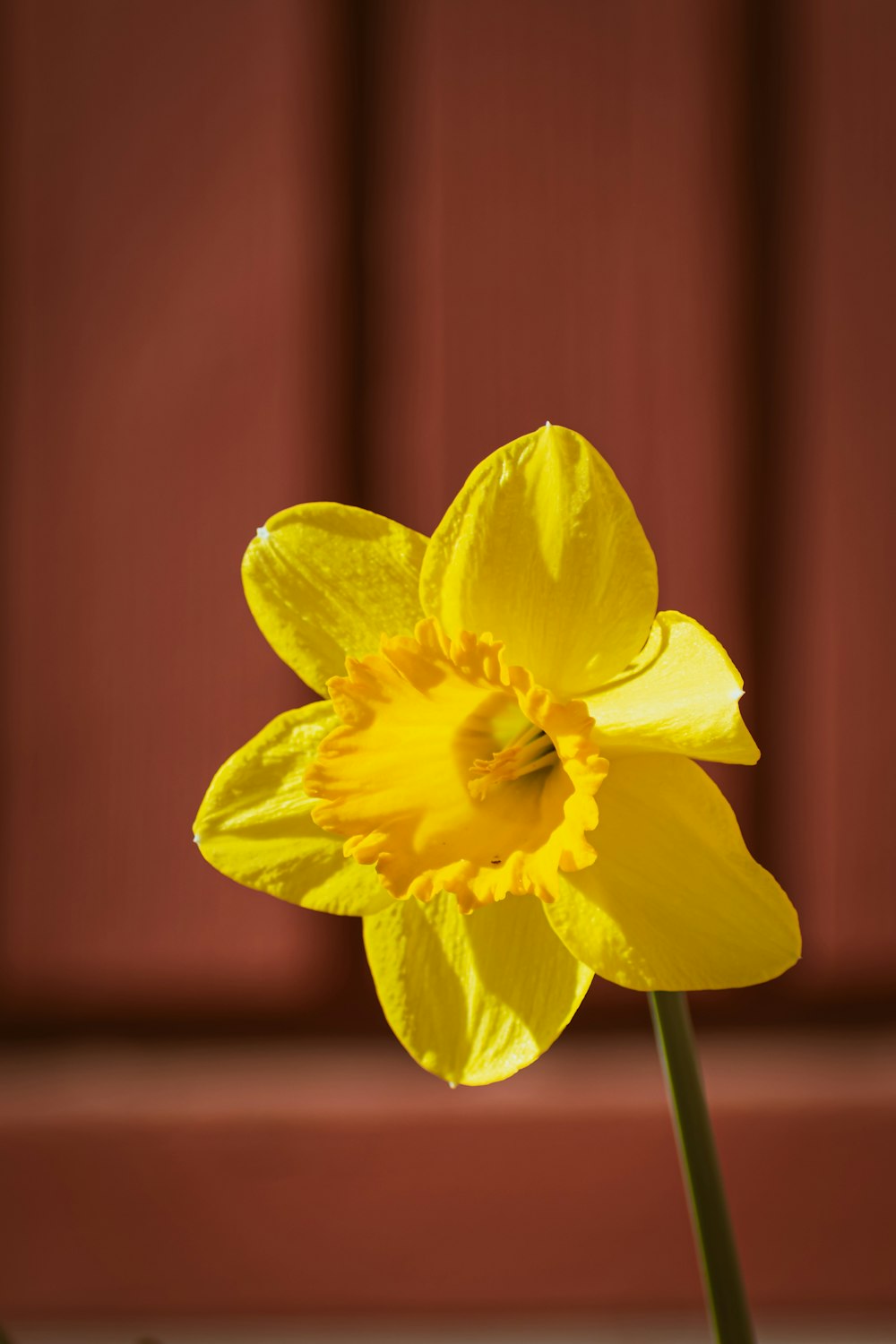 a single yellow flower is in a vase