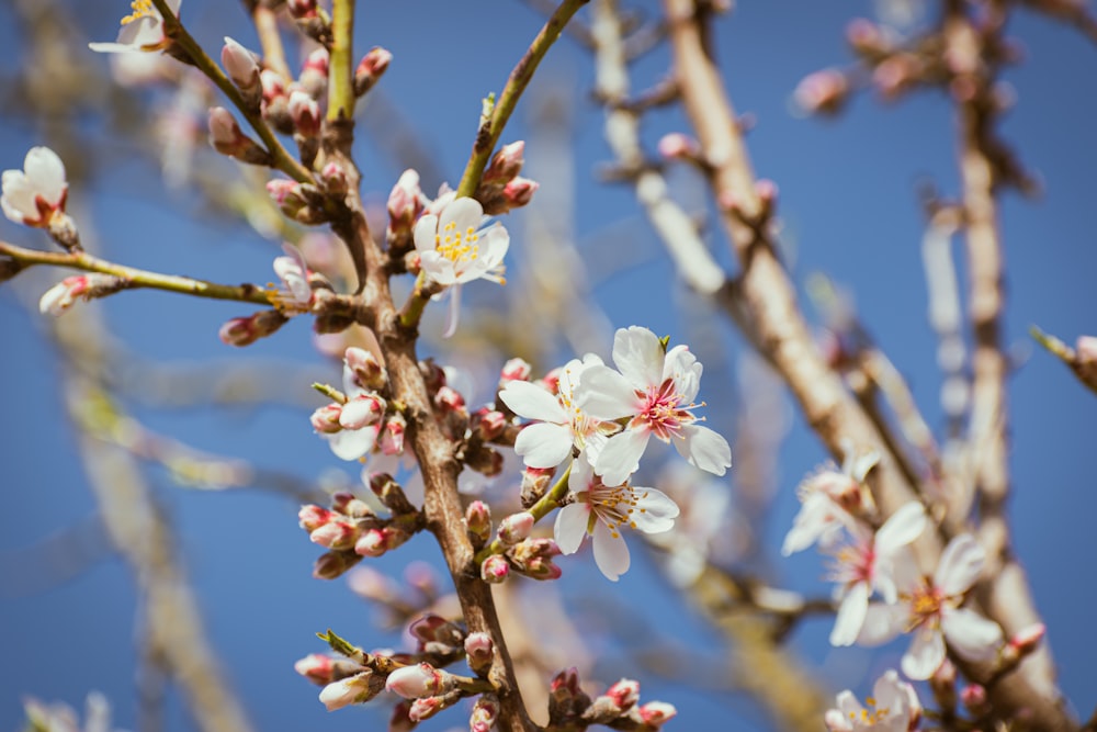 a close up of a tree with white flowers