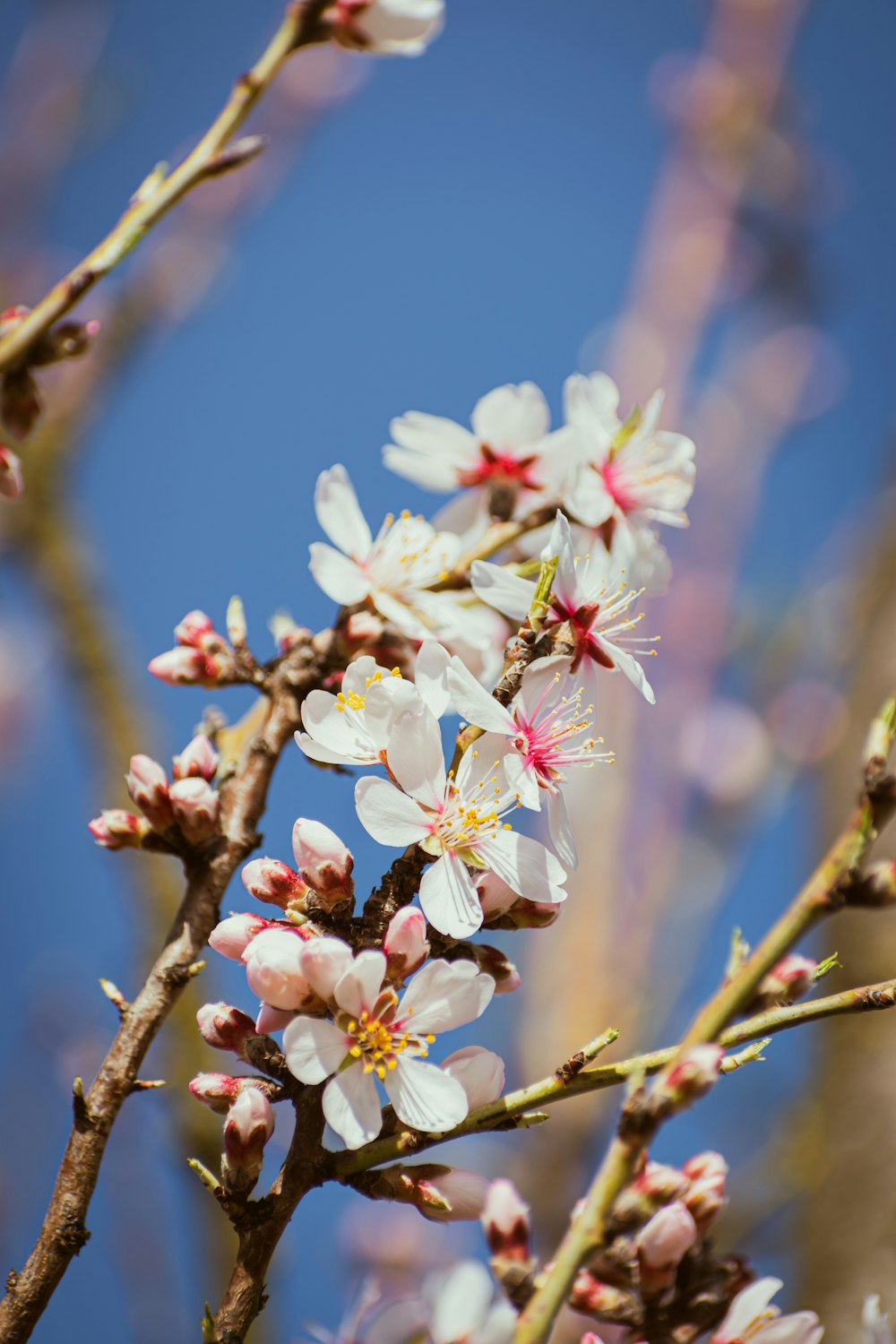 a close up of a flower on a tree branch