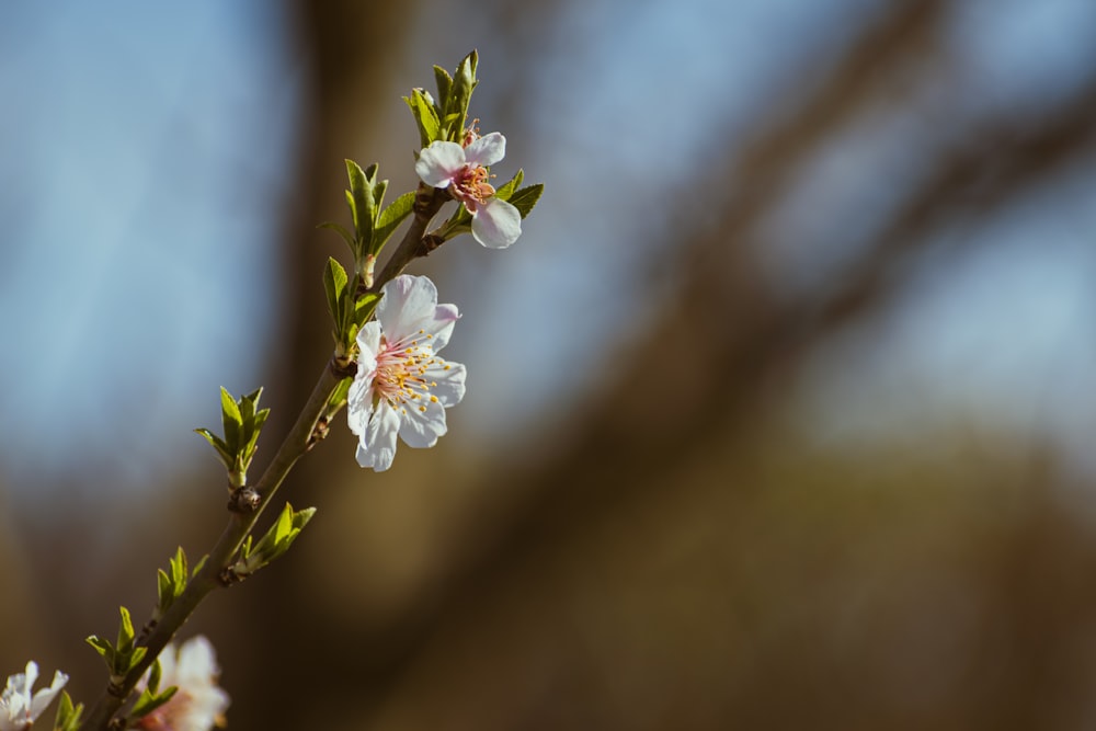 a close up of a flower on a tree branch