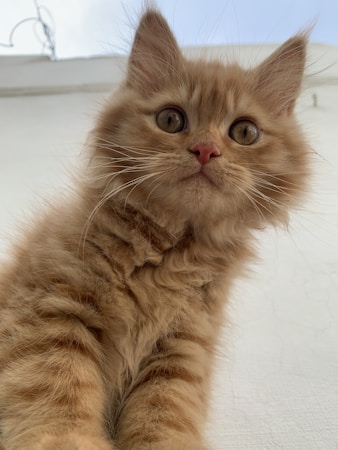 A fluffy, ginger kitten with wide, curious eyes looks directly at the camera. Its fur is soft and slightly tousled, and it has a small, pink nose. The background is a bright white with hints of blue, suggesting it might be outside or near a window.
