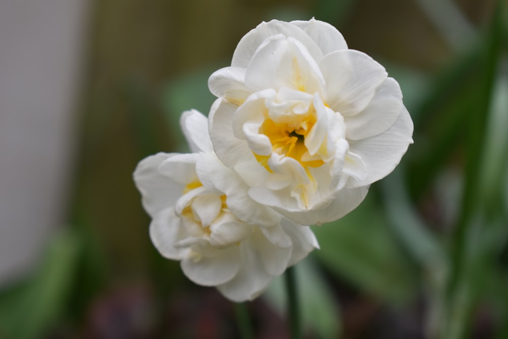 a close up of a white flower with yellow stamen