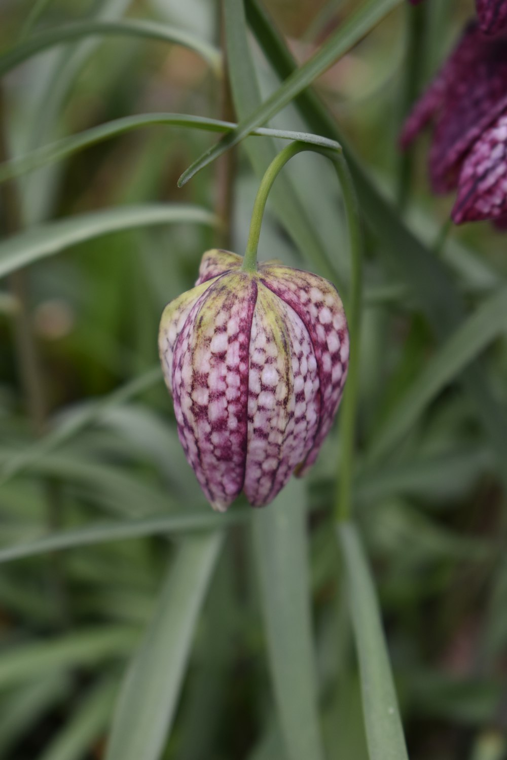 a close up of a flower with a blurry background