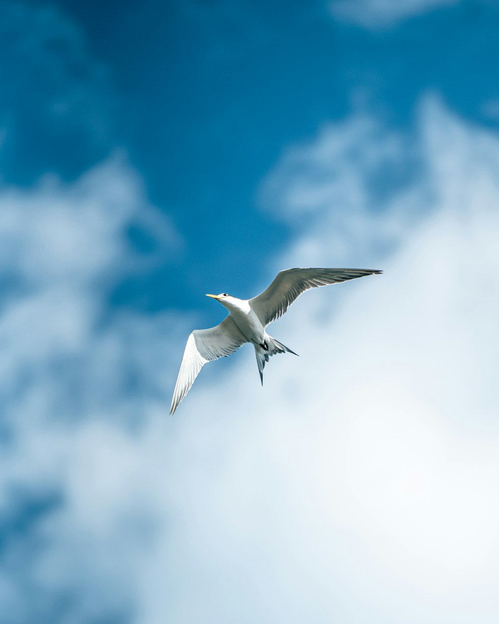 a white bird flying through a blue cloudy sky