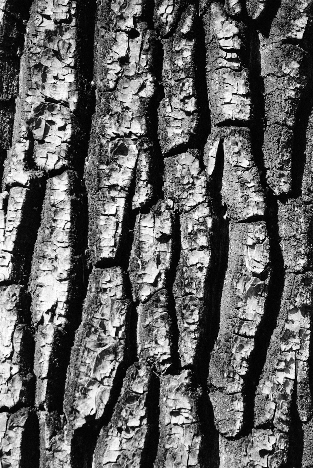 a black and white photo of the bark of a tree