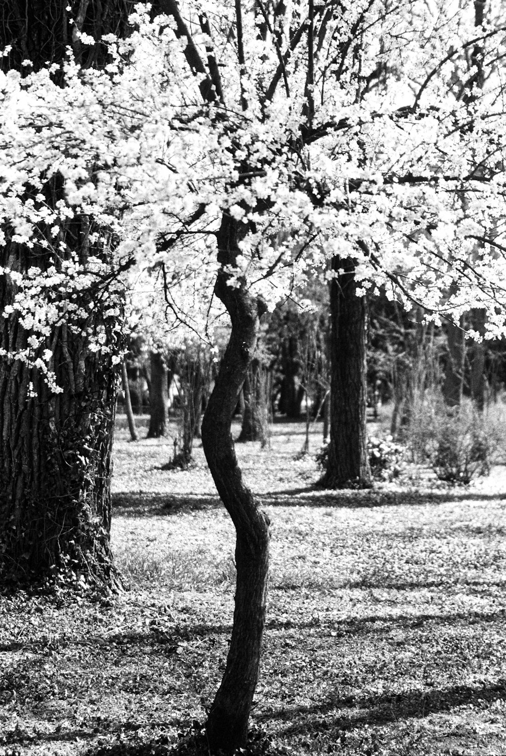 a black and white photo of a tree in a park