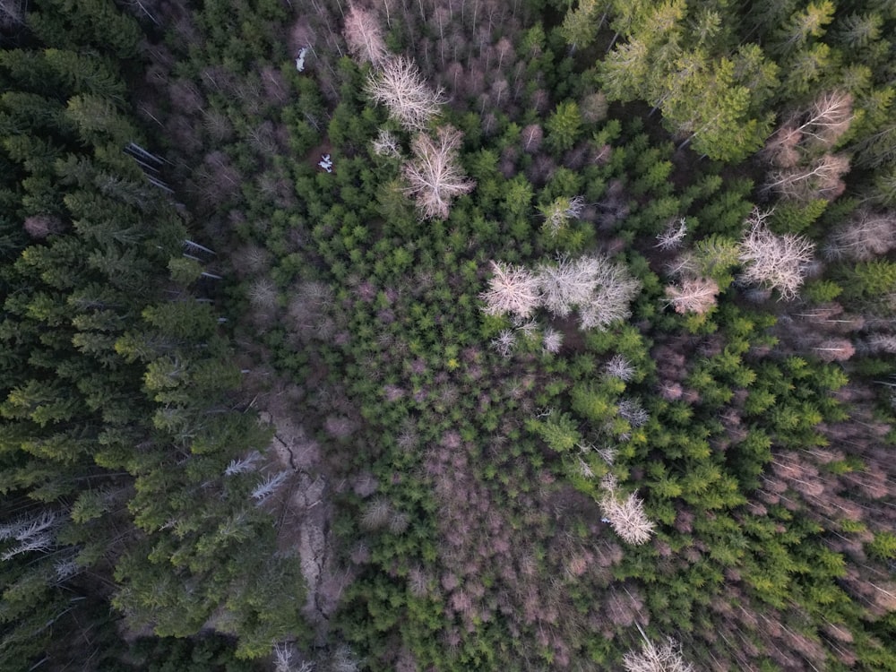 an aerial view of a forest with tall trees