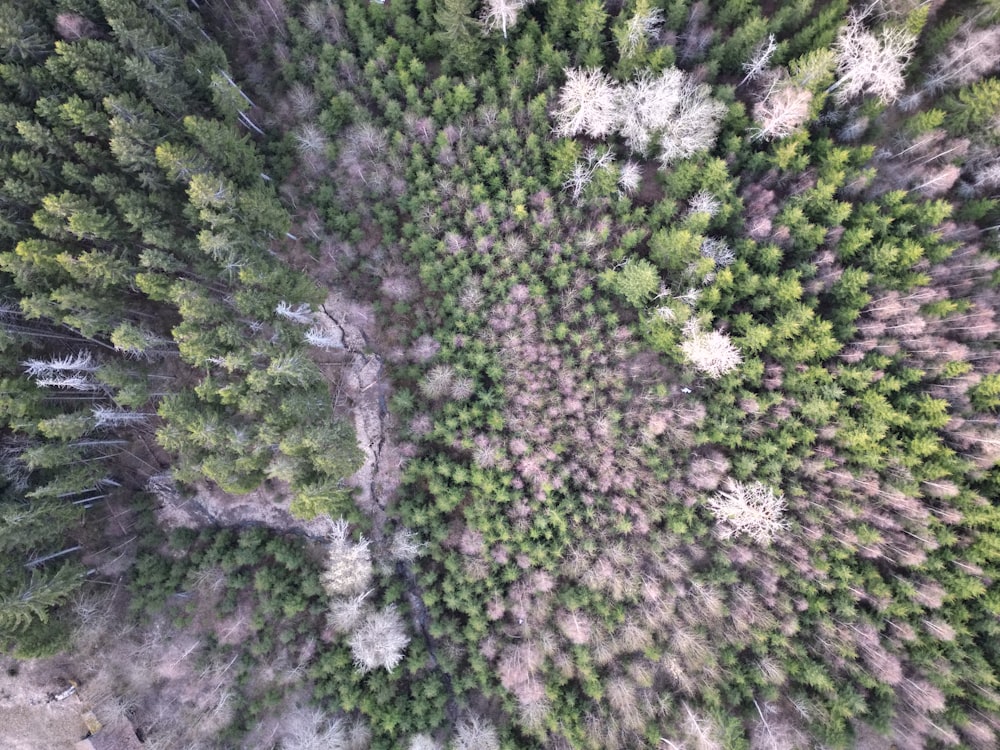 an aerial view of a forest with lots of trees