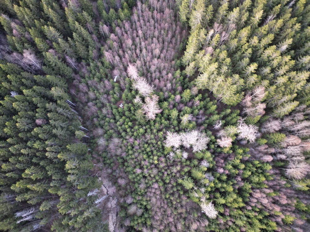 an aerial view of a forest with lots of trees