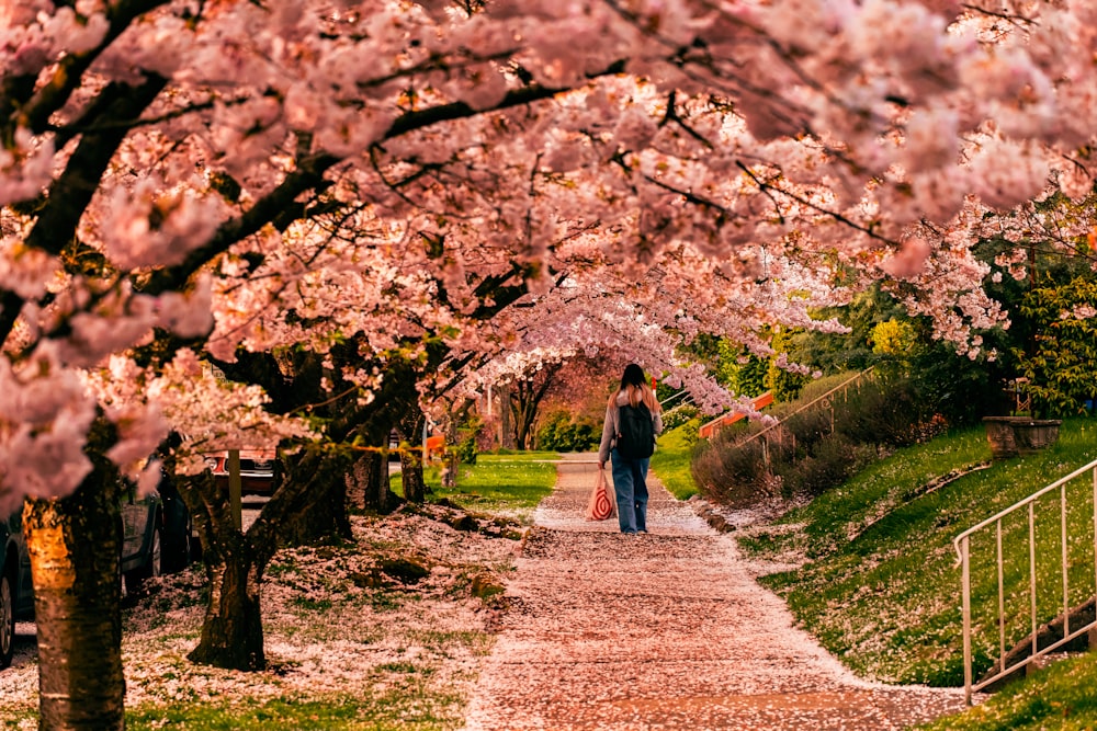 a woman walks down a path lined with cherry blossom trees