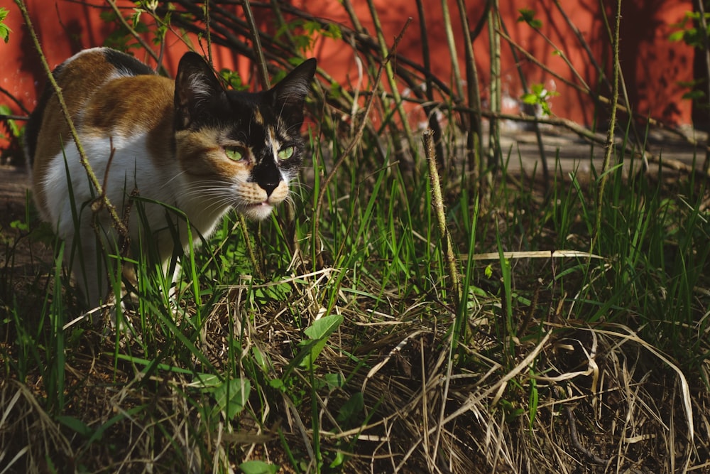 a calico cat walking through a grassy area