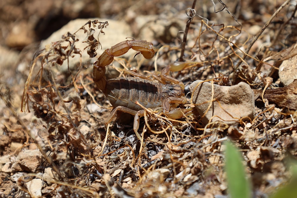 a scorpion crawling on the ground in the dirt