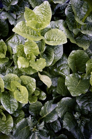 Vibrant leafy greens like spinach and fenugreek bundled together.