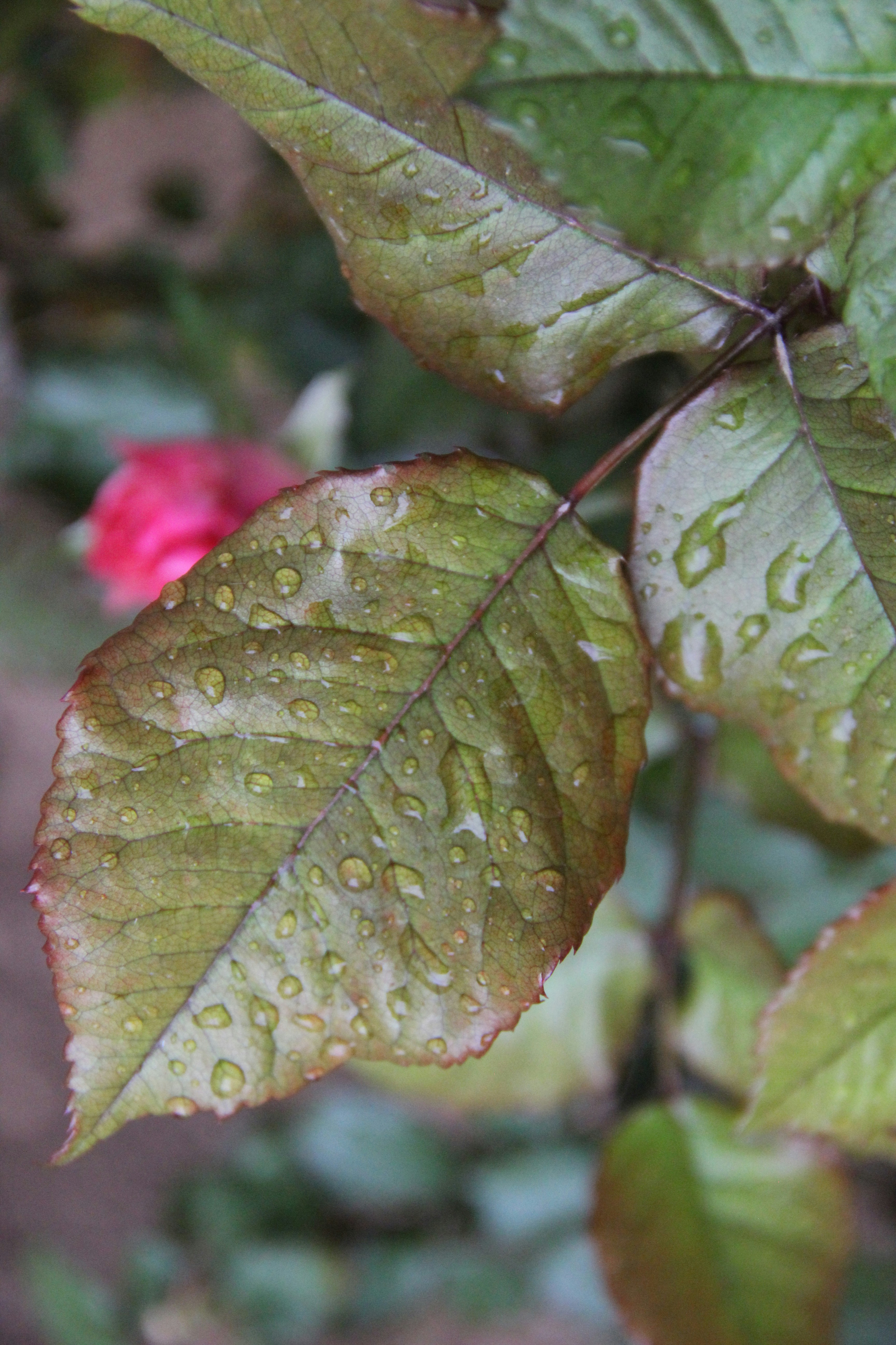 Photo by paris_nature_photo