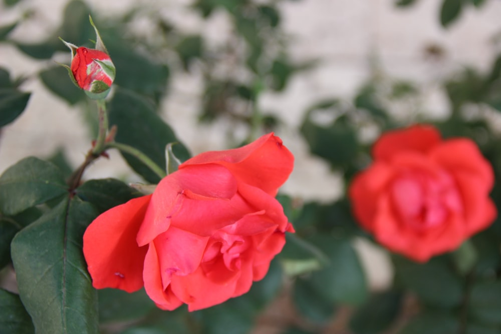 a close up of two red roses on a bush