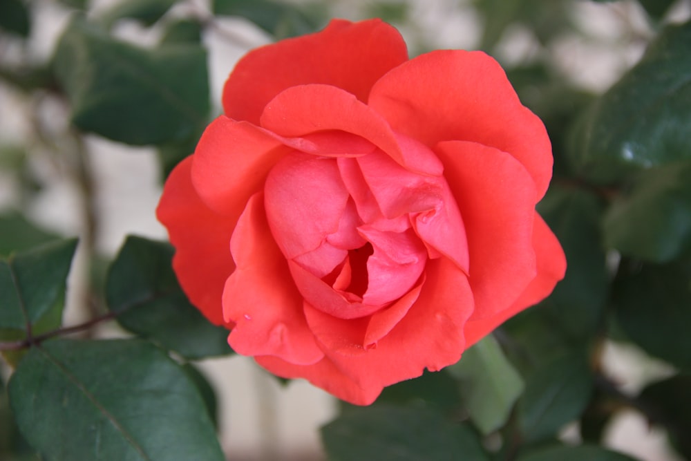 a close up of a red rose with green leaves