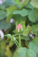 Close-up of a blush rose bud surrounded by velvety sage leaves glowing in soft natural light.