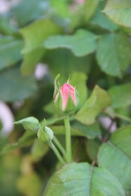 Close-up of a delicate blush rose intertwined with sage leaves, softly lit to reveal texture.
