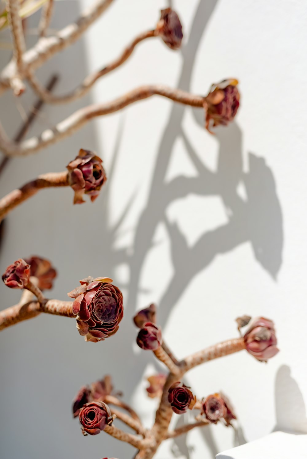 a branch with red flowers is casting a shadow on a wall