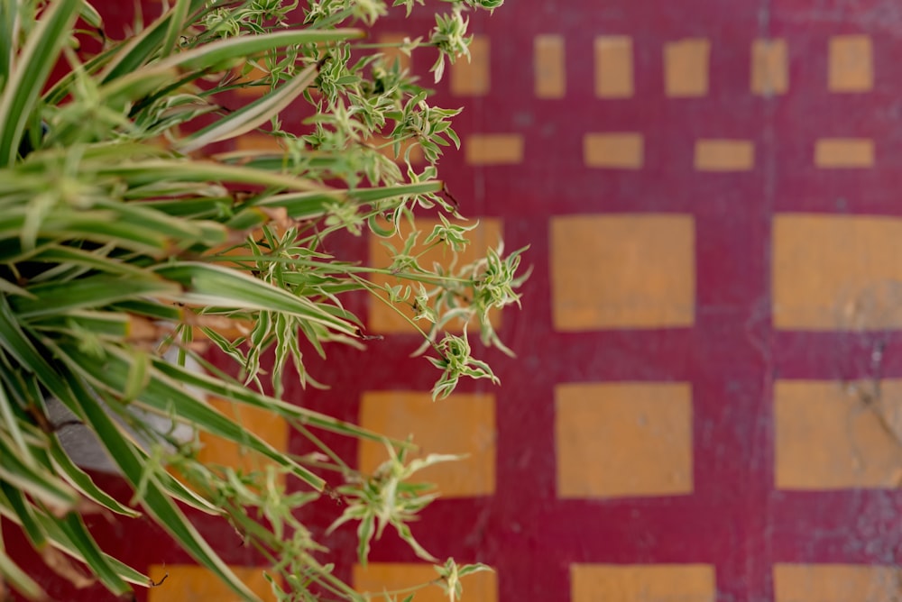 a close up of a plant on a table