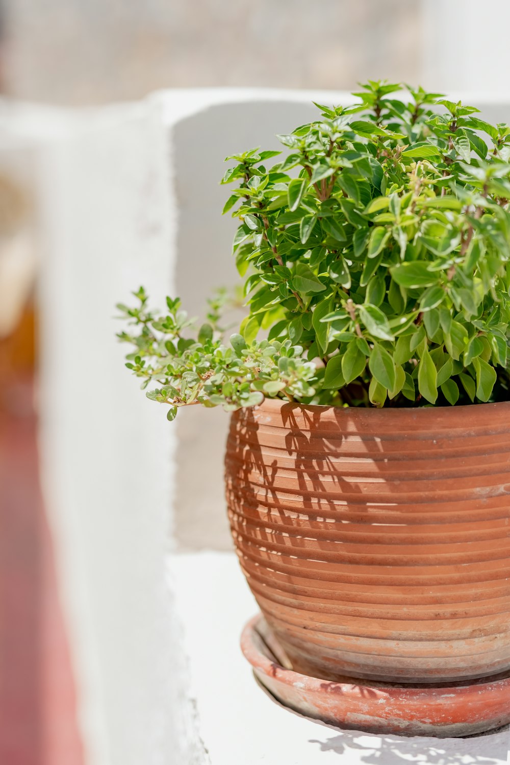 a potted plant sitting on top of a table