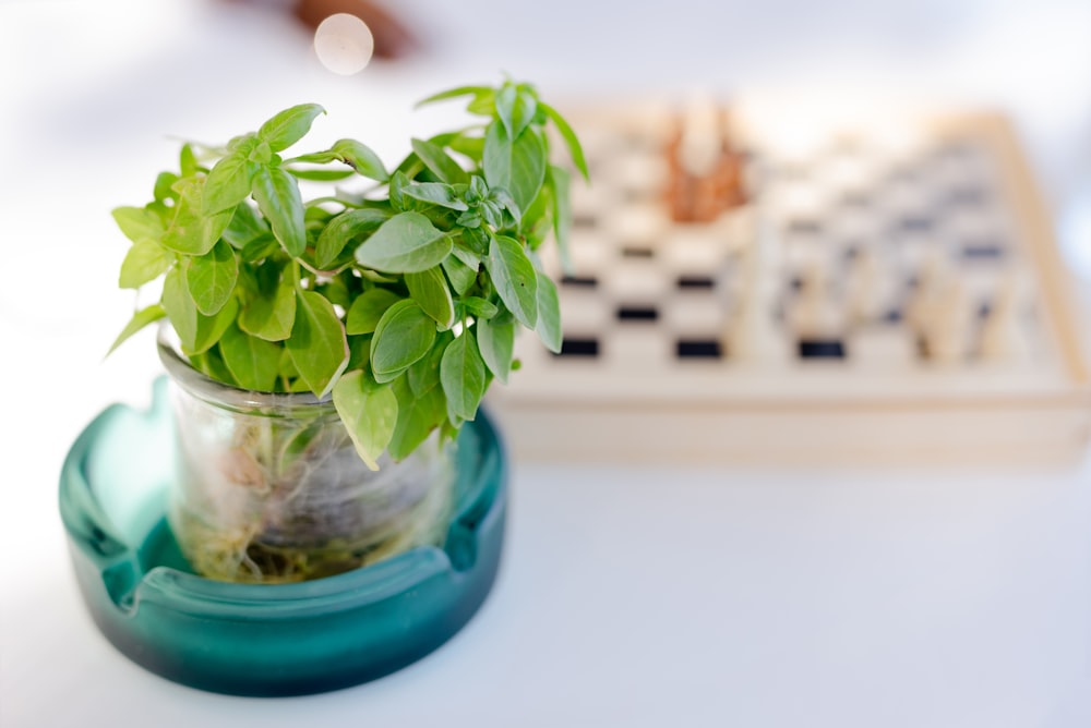 a plant in a glass jar on a chess board