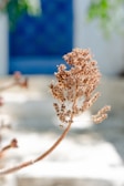 a close up of a flower on a table