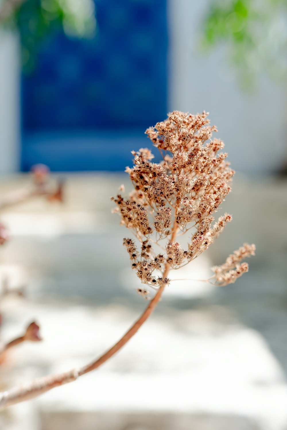 a close up of a flower on a table