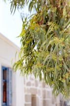 A close-up view of eucalyptus leaves with small buds on a branch, set against a blurred background with part of a building featuring a blue window shutter.
