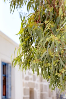 A close-up view of eucalyptus leaves with small buds on a branch, set against a blurred background with part of a building featuring a blue window shutter.