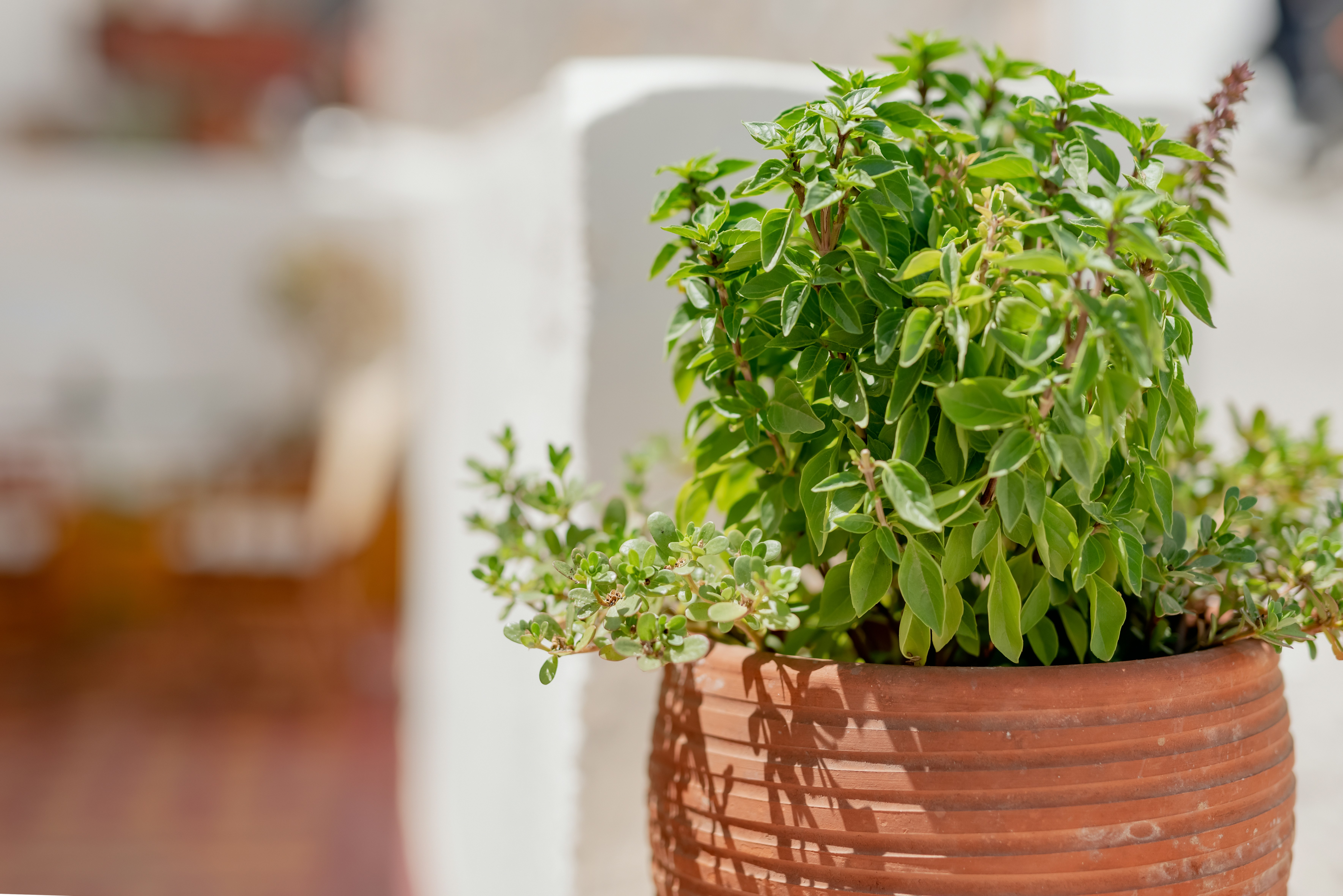 a potted plant sitting on top of a wooden table