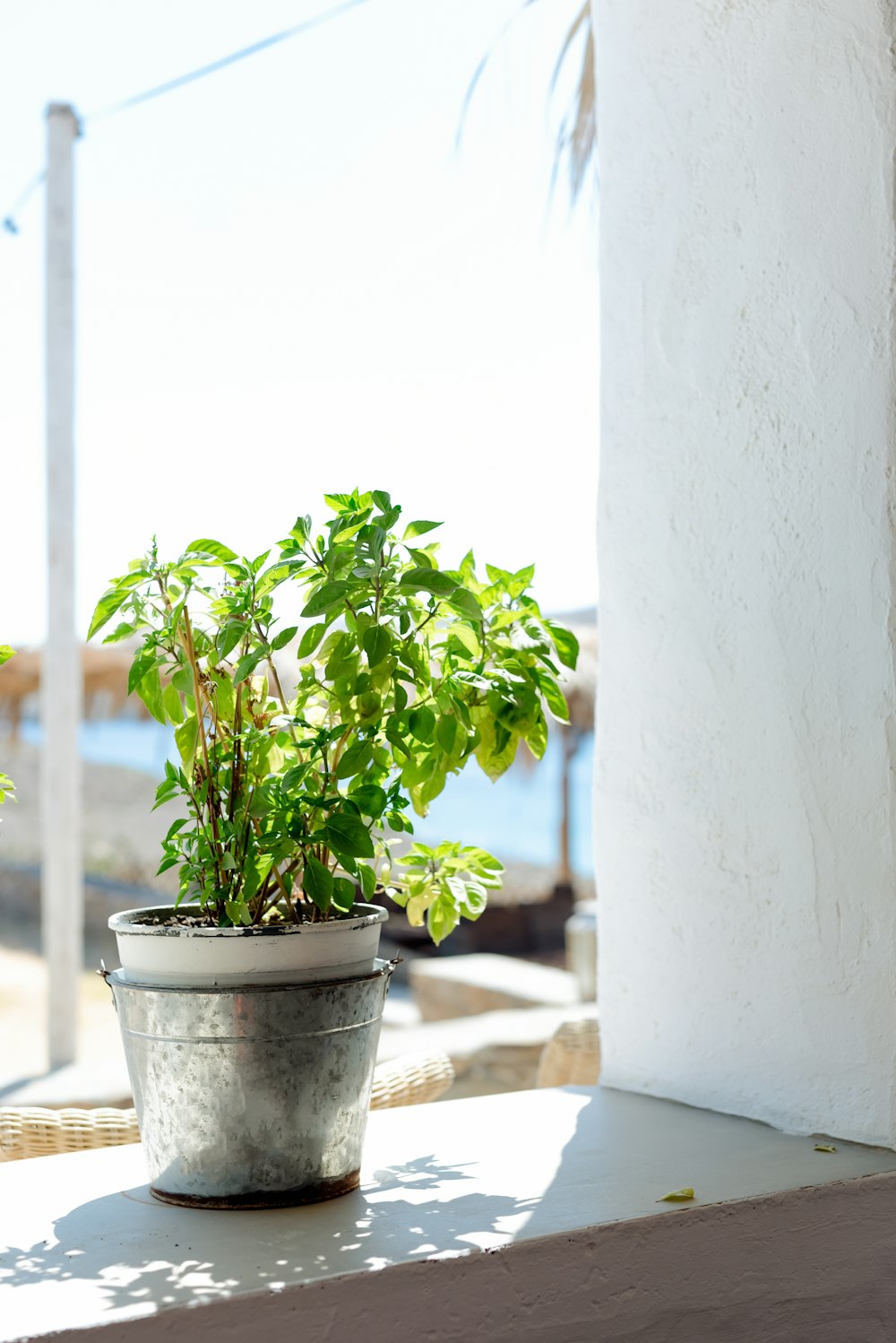 a potted plant sitting on a window sill