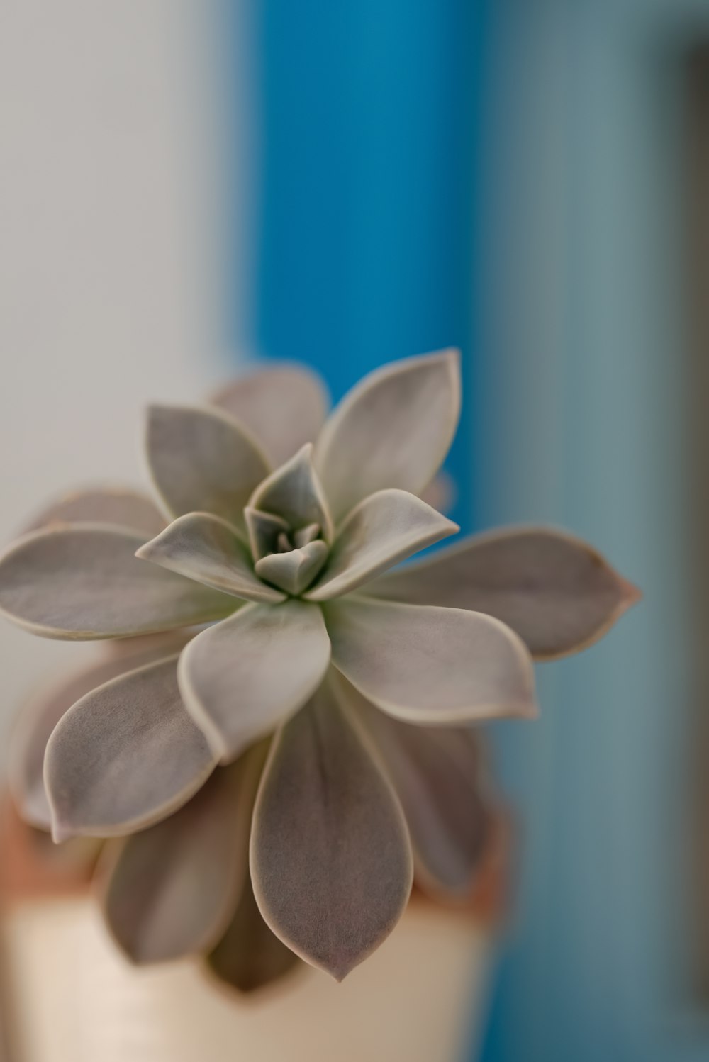 a close up of a small plant in a pot